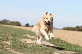 GOLDEN RETRIEVER 119